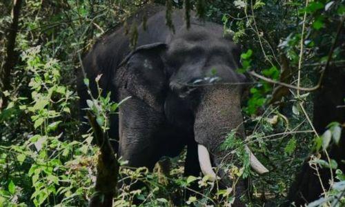 വയനാട്ടിൽ വീണ്ടും കാട്ടാന ആക്രമണം; മേപ്പാടി അട്ടമല സ്വദേശി കൊല്ലപ്പെട്ടു