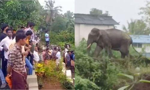 കണ്ണൂരിൽ ജനവാസ മേഖലയിൽ കാട്ടാന; സ്കൂളുകള്‍ക്ക് അവധി