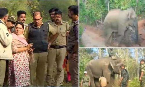 ബേലൂർ മഖ്ന കർണാടക അതിർത്തിയിലേക്ക്; ദൗത്യസംഘം സജ്ജം, കുങ്കിയാനകള്‍ എത്തി