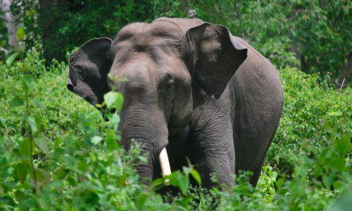 വയനാട്ടിൽ കാട്ടാന ആക്രമണത്തിൽ പരിക്കേറ്റയാൾ മരിച്ചു