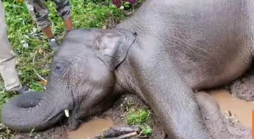 വണ്ടിപ്പെരിയാറിൽ കുട്ടിയാന ചെരിഞ്ഞ നിലയിൽ; ഷോക്കേറ്റെന്ന് പ്രാഥമിക നിഗമനം