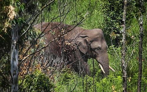 അരിക്കൊമ്പൻ്റെ പേരിൽ തട്ടിപ്പ്: പിരിച്ചെടുത്തത് ലക്ഷങ്ങൾ, സന്ദേശങ്ങൾ ഡിലീറ്റാക്കി ഗ്രൂപ്പ് അഡ്മിൻ മുങ്ങി!