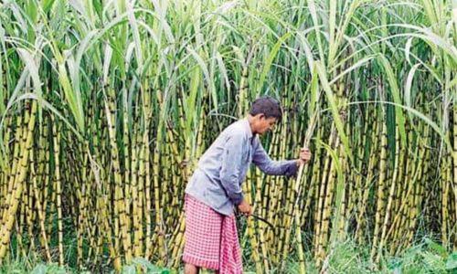 കരിമ്പിന്റെ ന്യായവില ഉയർത്തി കേന്ദ്ര സർക്കാർ