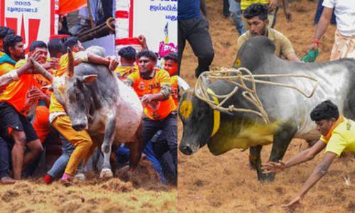 ജെല്ലിക്കട്ടിലും മഞ്ഞുവിരട്ടിലും 7 കൊല്ലപ്പെട്ടു; നൂറു കണക്കിനു പേർക്ക് പരിക്ക്