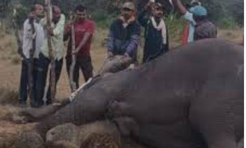 മധ്യപ്രദേശിലെ ബാന്ധവ്ഗഡ് കടുവാ സങ്കേതത്തിൽ ഏഴ് ആനകൾ ചരിഞ്ഞ നിലയിൽ