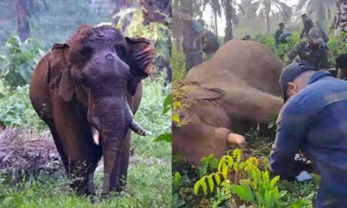 മസ്തകത്തിൽ പരിക്കേറ്റ് ചികിത്സയിലായിരുന്ന കൊമ്പൻ ചരിഞ്ഞു