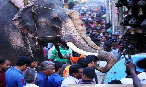 കല്‍പ്പാത്തി രഥോത്സവത്തിൽ രഥം തള്ളാന്‍ ആനയെ ഉപയോഗിക്കരുതെന്ന് കർശന നിര്‍ദേശം