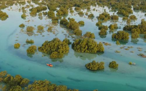 COP28 കാലാവസ്ഥാ ഉച്ചകോടി: പങ്കെടുക്കുന്ന ഓരോ സന്ദർശകനും കണ്ടൽ മരങ്ങൾ നട്ടുപിടിപ്പിക്കാനുള്ള പ്രഖ്യാപനവുമായി യു എ ഇ